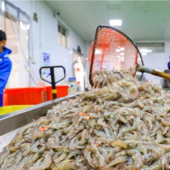 Xu hướng xuất khẩu ngành tôm châu Á 2024
